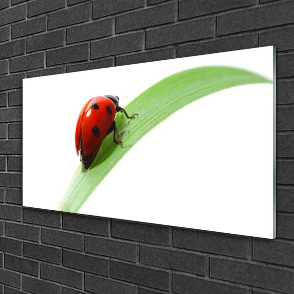 Quadro vetro Coccinella Foglia Natura 100x50 cm 2 appendini