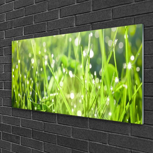 Quadro su vetro Erba Pianta Natura 100x50 cm 2 appendini