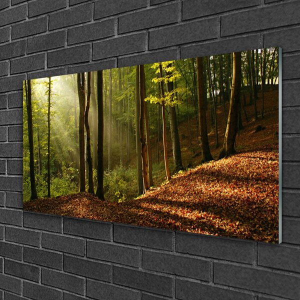 Quadro su vetro Foresta Alberi Natura 100x50 cm 2 appendini