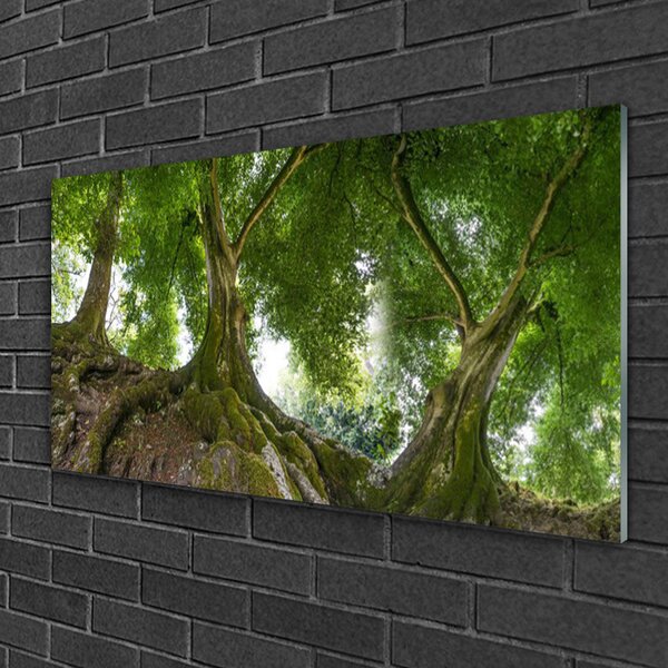 Quadro in vetro Alberi Natura Pianta 100x50 cm 2 appendini
