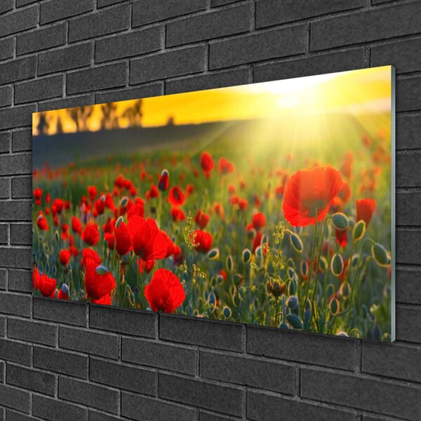 Quadro in vetro Papaveri dei prati Pianta naturale 100x50 cm 2 appendini