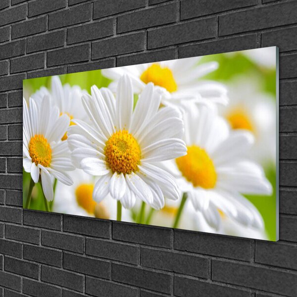 Quadro in vetro Pianta naturale margherita 100x50 cm 2 appendini