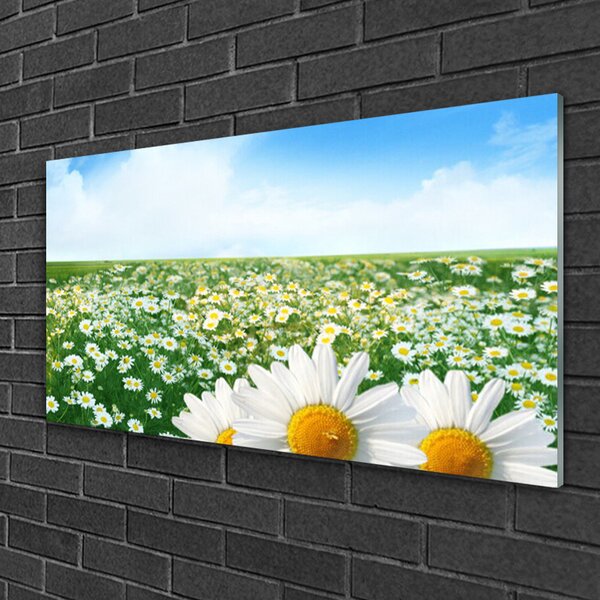 Quadro su vetro Fiori di margherita Campo di prato 100x50 cm 2 appendini