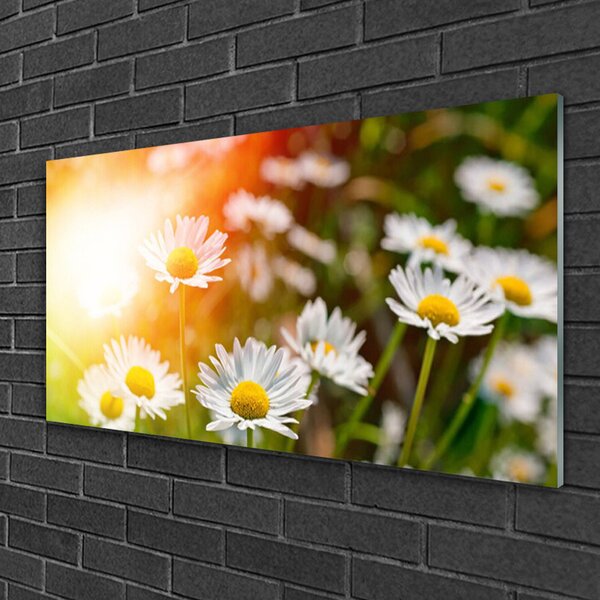 Quadro vetro Fiori di margherita Raggi 100x50 cm 2 appendini