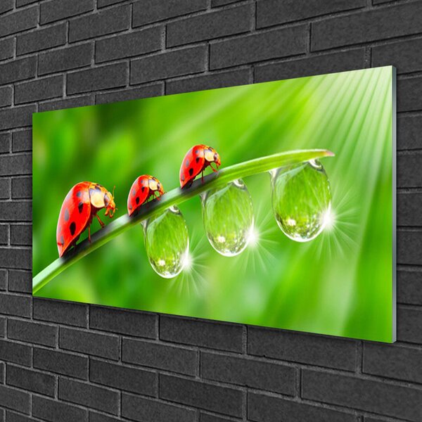 Quadro su vetro Coccinelle su una foglia 100x50 cm 2 appendini