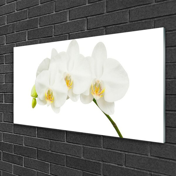 Quadro in vetro Steli di fiori di orchidea Natura 100x50 cm 2 appendini