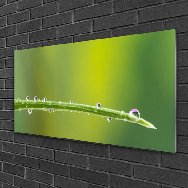 Quadro in vetro Una goccia di rugiada sull'erba 100x50 cm 2 appendini