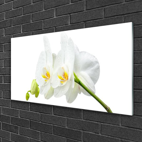 Quadro in vetro Petali di fiori Orchidea bianca 100x50 cm 2 appendini