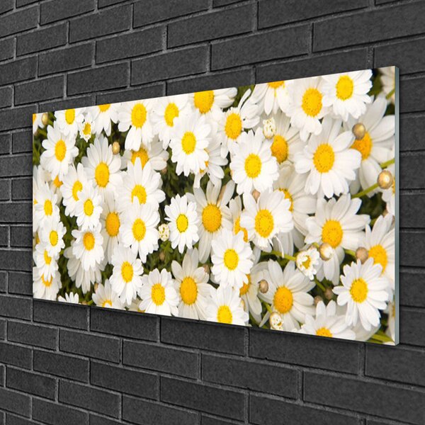 Quadro su vetro Fiori di margherita 100x50 cm 2 appendini