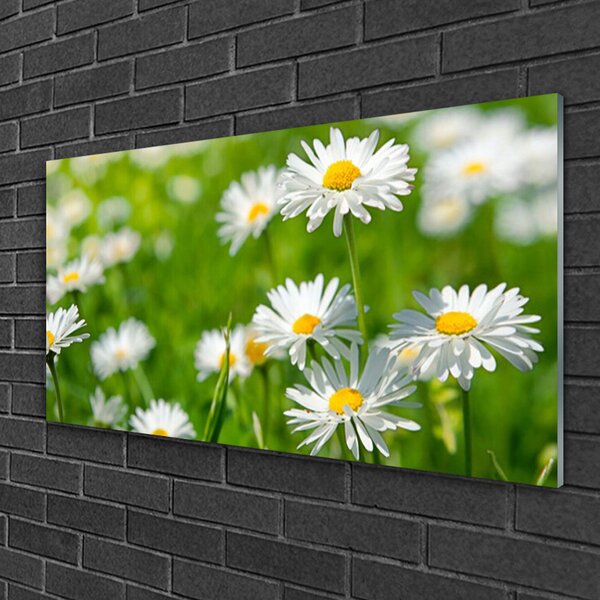 Quadro vetro Pianta di fiori di margherita 100x50 cm 2 appendini