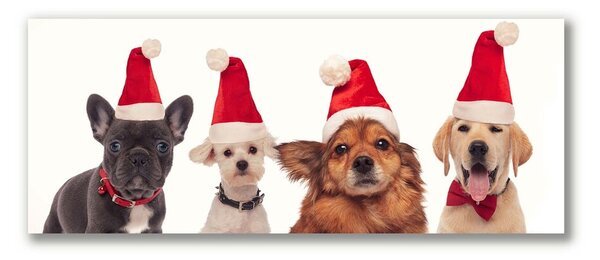Quadro su tela Cani di Babbo Natale Natale 100x50 cm