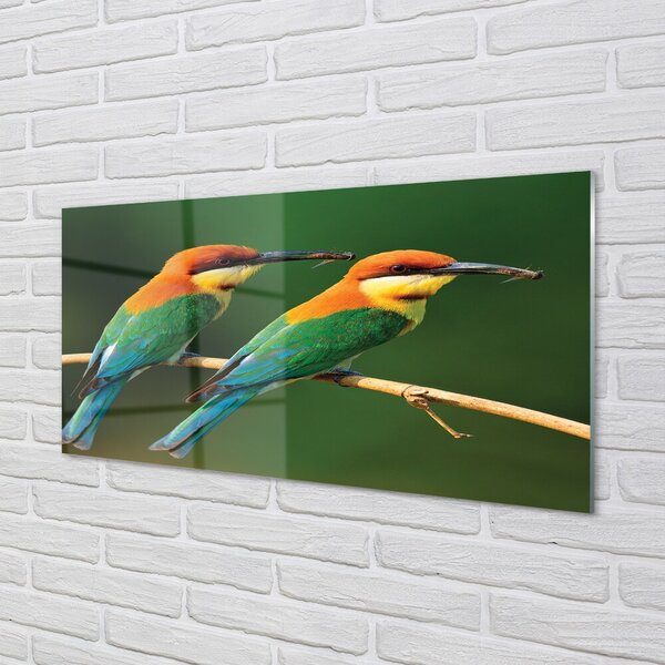 Quadro in vetro Pappagalli colorati su un ramo 100x50 cm 2 appendini