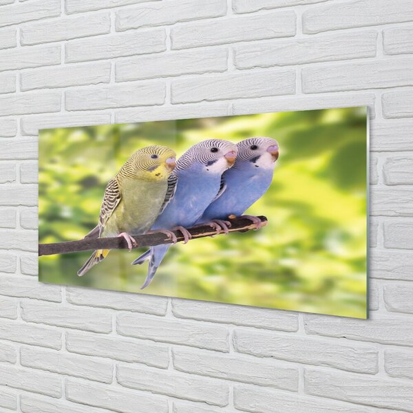 Quadro di vetro Pappagalli colorati su un ramo 100x50 cm 2 appendini