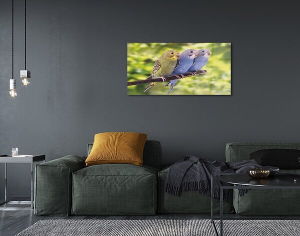 Quadro di vetro Pappagalli colorati su un ramo 100x50 cm 2 appendini