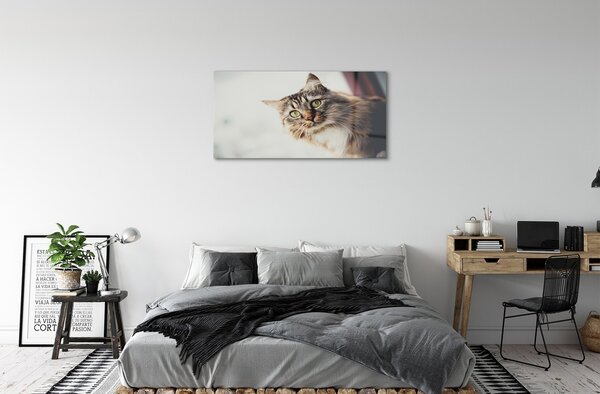 Quadro su vetro Gatto maine coon 100x50 cm 2 appendini