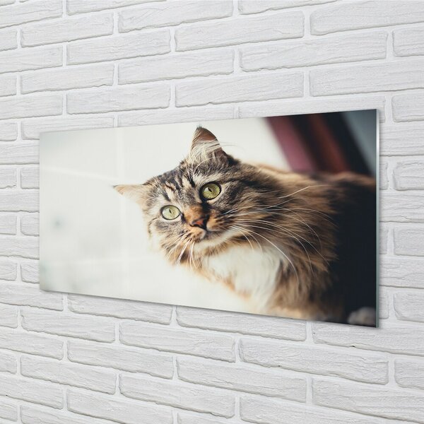 Quadro su vetro Gatto maine coon 100x50 cm 2 appendini