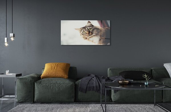 Quadro su vetro Gatto maine coon 100x50 cm 2 appendini
