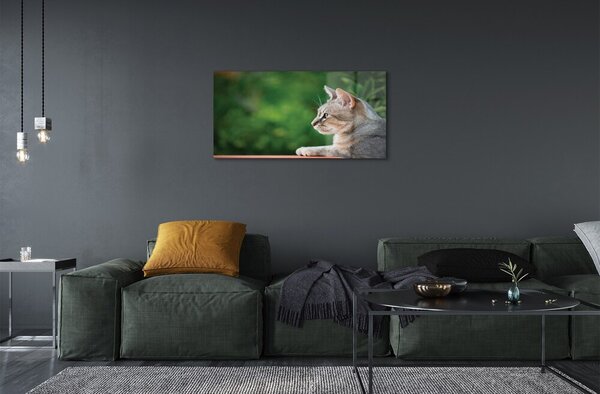 Quadro su vetro Gatto che guarda 100x50 cm 2 appendini