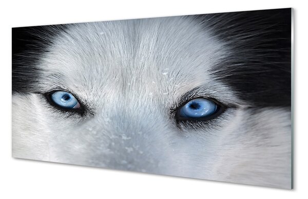 Quadro su vetro Occhi di lupo 100x50 cm 2 appendini