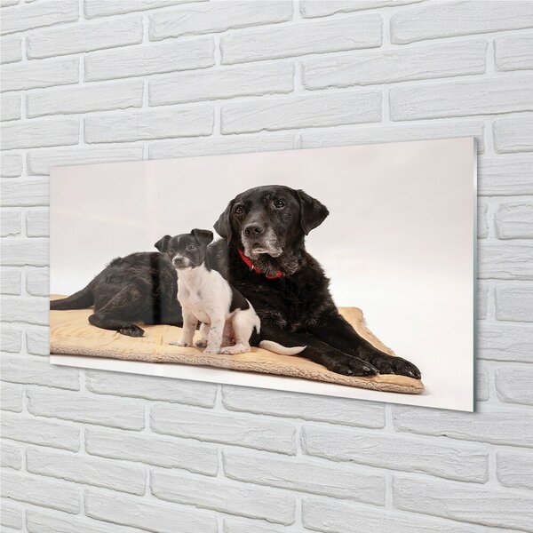 Quadro su vetro Cani bugiardi 100x50 cm 2 appendini