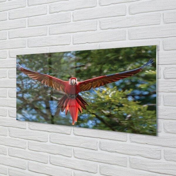 Quadro vetro Pappagallo ara 100x50 cm 2 appendini