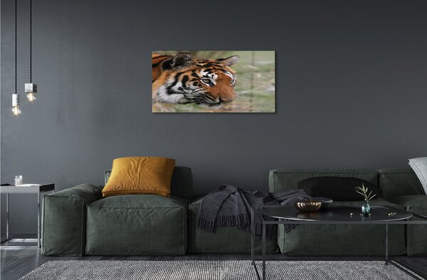 Quadro di vetro Foresta delle tigri 100x50 cm 2 appendini