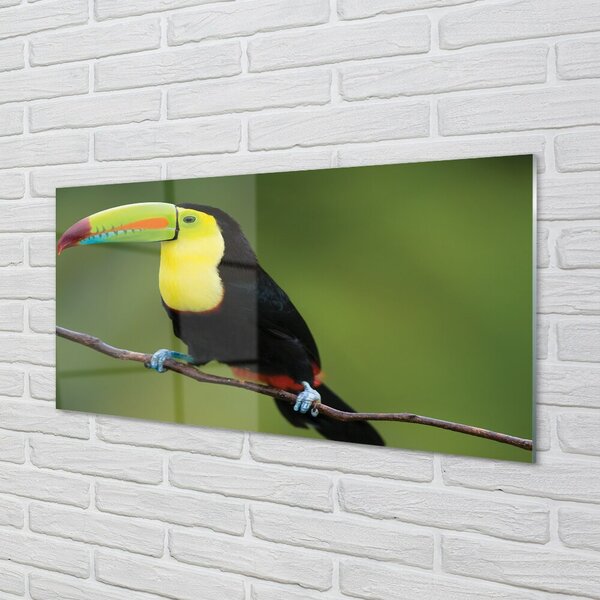Quadro in vetro Pappagallo colorato su un ramo 100x50 cm 2 appendini
