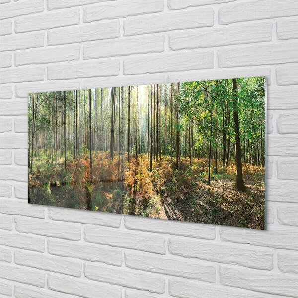 Quadro di vetro Foresta di betulle 100x50 cm 2 appendini