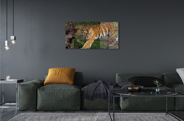 Quadro di vetro Foresta delle tigri 100x50 cm 2 appendini