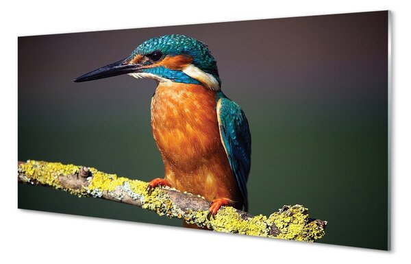 Quadro su vetro Uccello colorato su un ramo 100x50 cm