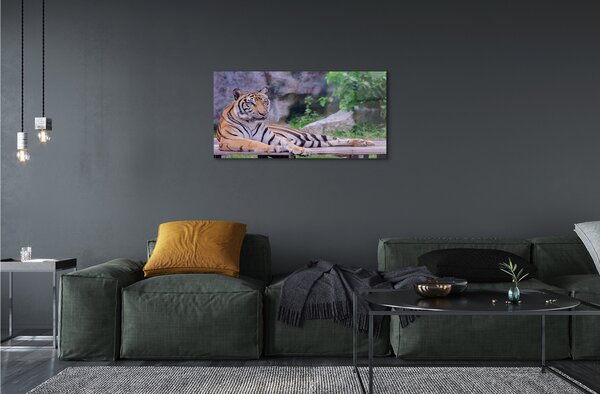 Quadro su vetro La tigre nello zoo 100x50 cm 2 appendini