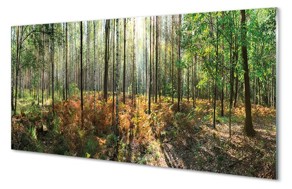 Quadro acrilico Birch Tree Forest 140x70 cm