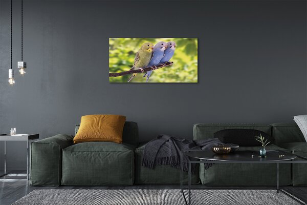 Quadro su tela Pappagalli colorati sui rami 100x50 cm