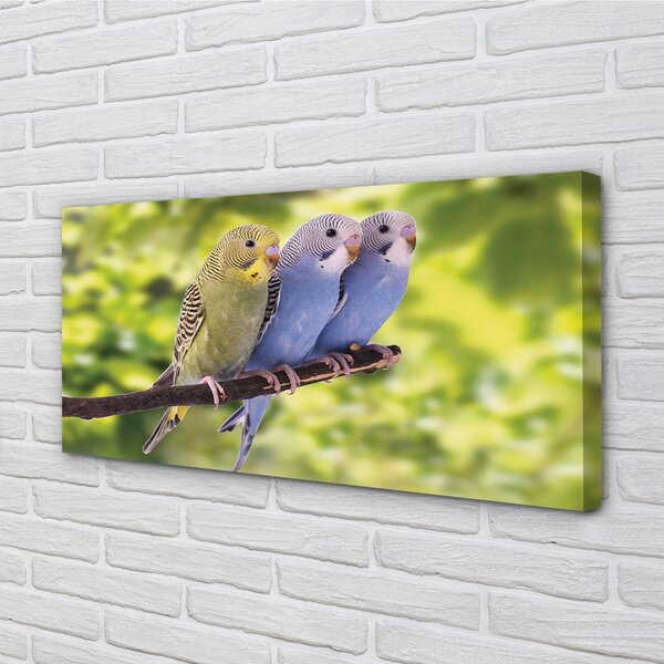 Quadro su tela Pappagalli colorati sui rami 100x50 cm