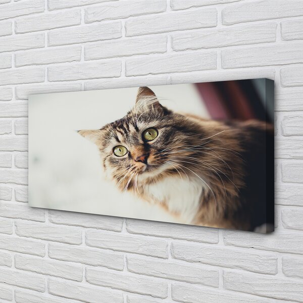 Quadro su tela Maine Coon Cat 100x50 cm