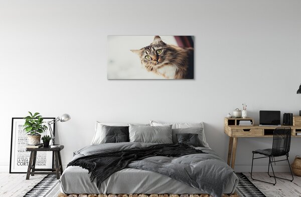 Quadro su tela Maine Coon Cat 100x50 cm