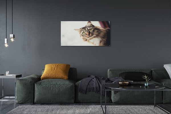 Quadro su tela Maine Coon Cat 100x50 cm