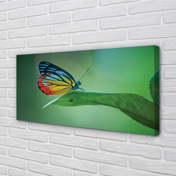 Quadro su tela Foglia di farfalla colorata 100x50 cm