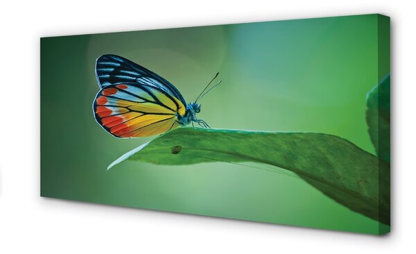 Quadro su tela Foglia di farfalla colorata 100x50 cm