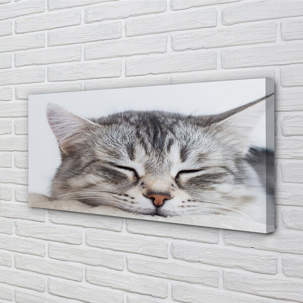 Quadro su tela Cat addormentato 100x50 cm