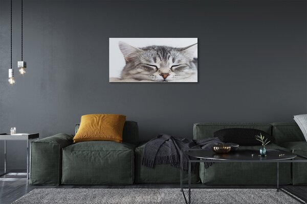 Quadro su tela Cat addormentato 100x50 cm