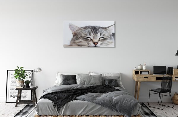 Quadro su tela Cat addormentato 100x50 cm