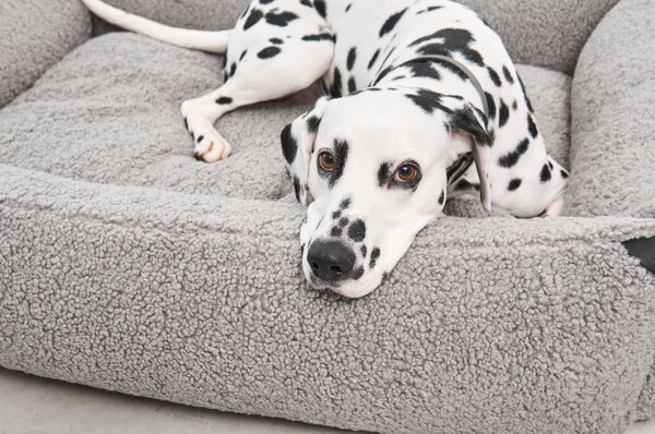 Cuccia per cani grigia in bouclé 71x91 cm Senso Pebble M - MiaCara