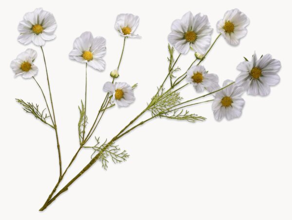 Set di 2 fiori artificiali Cosmos
