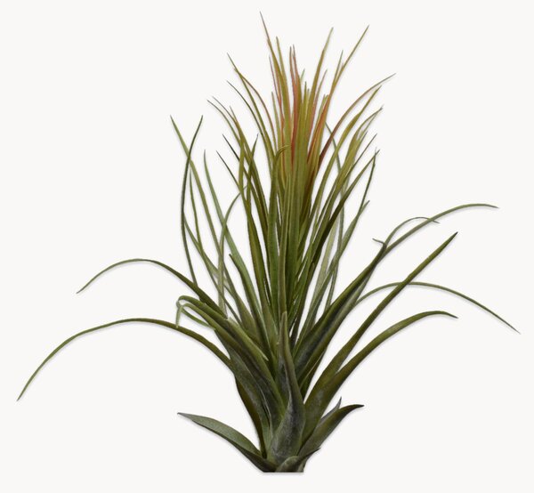 Set di 2 fiori artificiali Tillandsia