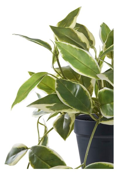 Pianta artificiale (altezza 33 cm) Hoya Carnosa - House Nordic