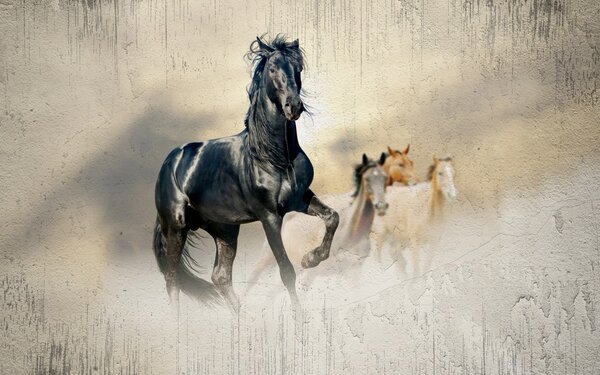 Carta da parati Cavallo nero che corre nel vento, Carta da parati animali, Carta da parati popolare, u45777 - Tapeko.it