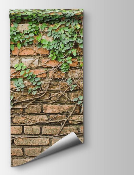 Carta da parati Un muro di mattoni su cui cresce l'edera, Carta da parati con effetto di cemento, Carta da parati popolare, u53037 - Tapeko.it