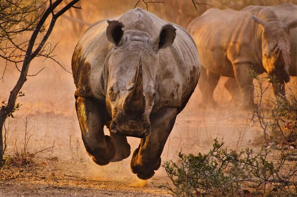 Fotografia Rhino learning to fly, Justus Vermaak