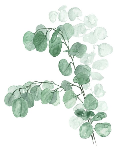 Illustrazione Watercolor silver dollar eucalyptus, Blursbyai